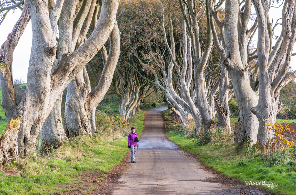 The Dark Hedges, Armoy, County Antrim, Game Of Thrones location, mature beech trees