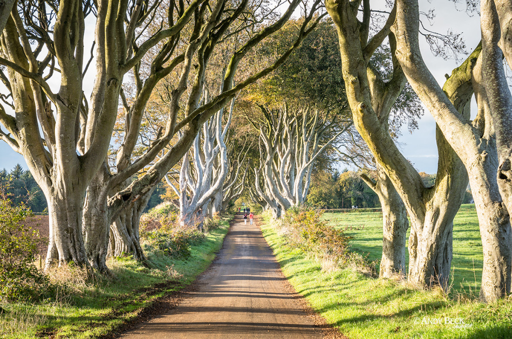 Avenue of trees, the Dark Hedges, Armoy, County Antrim, Game Of Thrones location
