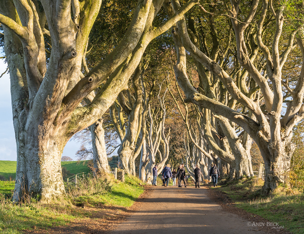 Northern Ireland tourist attraction, the Dark Hedges, Armoy, County Antrim, Game Of Thrones location