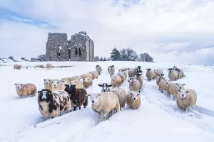 Snow sheep at Bowes with Bowes Castle in the Background
