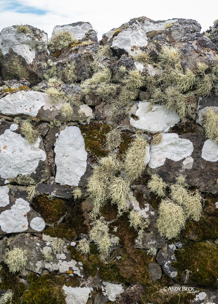 Mossy wall at Trumpan Church, Waternish, Isle of Skye