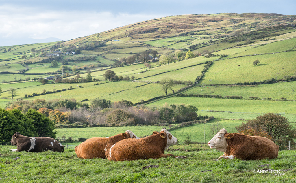Rural County Down, Legananny, County Down, Northern Ireland.