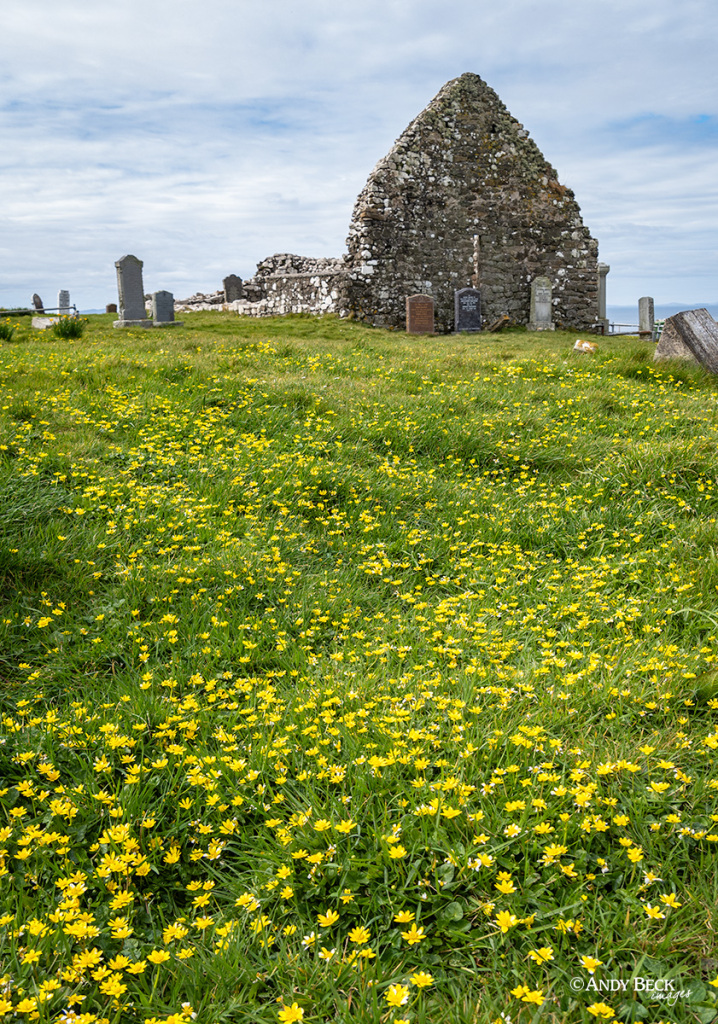 Lesser celandine flowers, Trumpan church, Waternish, Isle of Skye