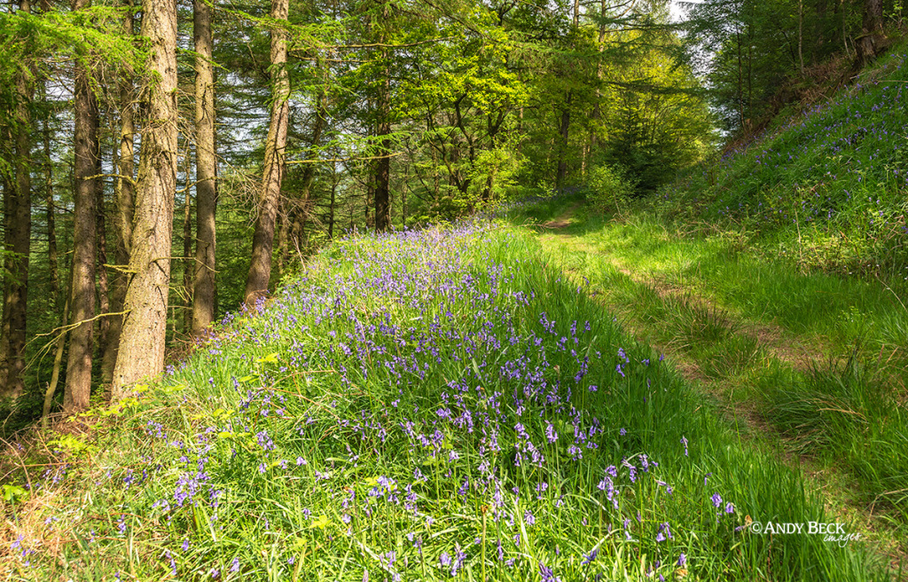 Broughton Wood bluebells near The Wainstones in the Cleveland Hills, North Yorkshire Moors National Park