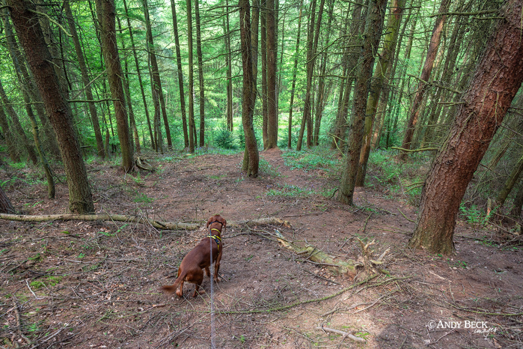 Broughton Woods under The Wainstones in the Cleveland Hills, North Yorkshire Moors