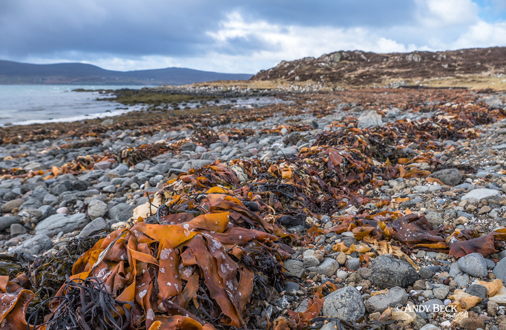 Loch Dunvegan shore near The Coral Beach Isle of Skye, Scotland.