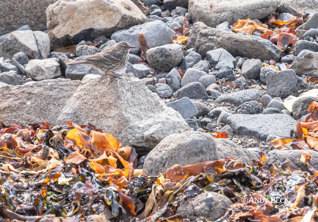 Rock Pipit near Coral Beach Skye