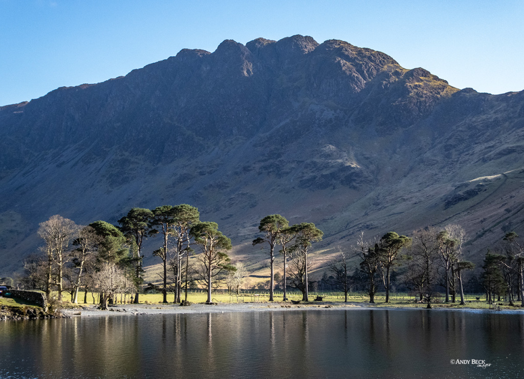 The famous Buttermere Pines with Wainwright's Haystacks as a backdrop