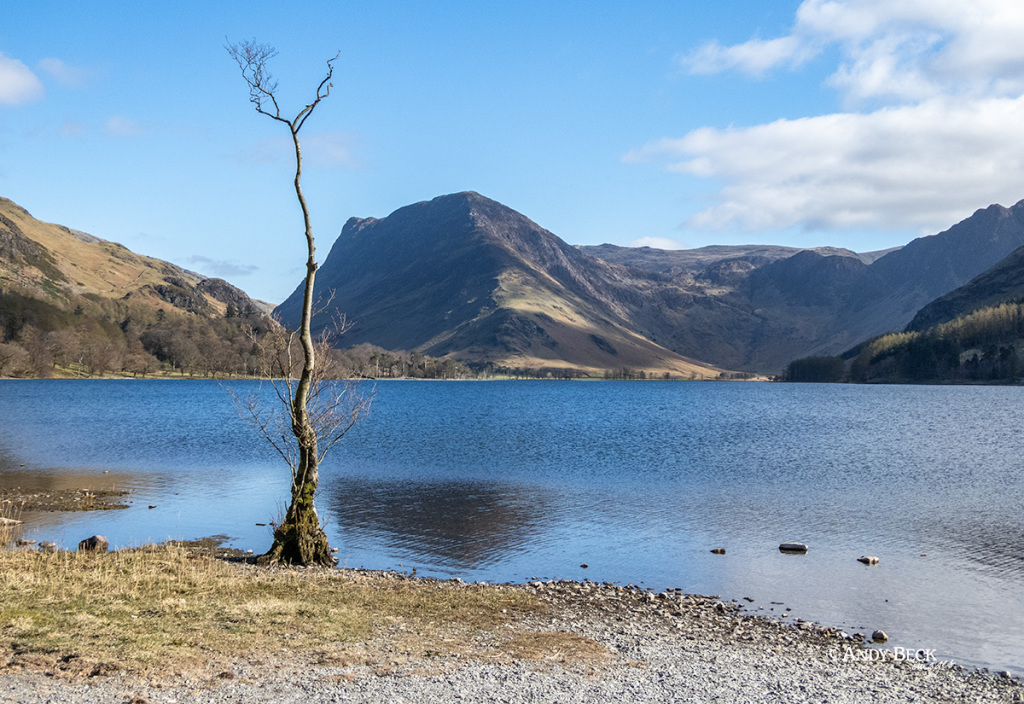 Buttermere tree on the shore of the lake with Fleetwith Pike