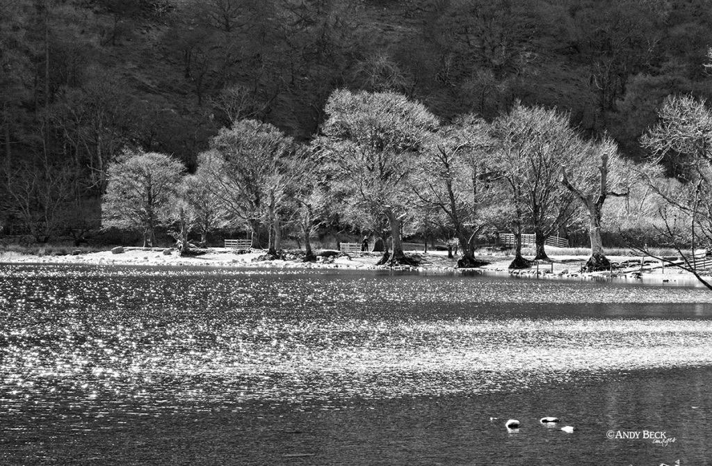 Trees on the shoreline of Buttermere in the English Lake District. Black and white photograph by Andy Beck