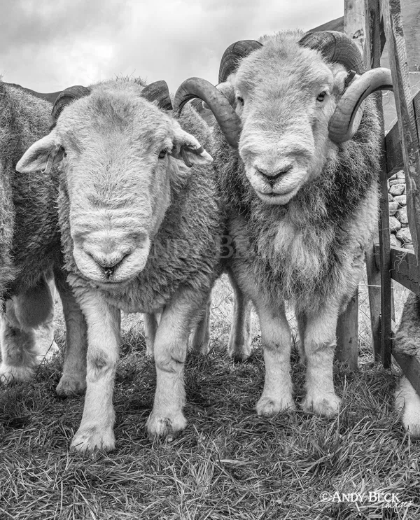 Herdy Boys. Black and white photograph of Herdwick sheep tups by Andy Beck
