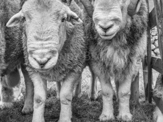 Herdy Boys. Black and white photograph of Herdwick sheep tups by Andy Beck