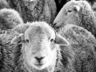Herdy Girls. Black and white photograph of Herdwick sheep by Andy Beck