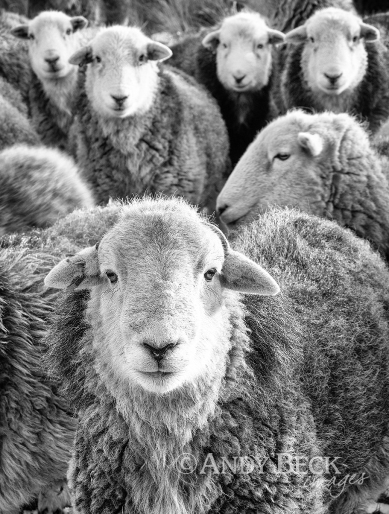 Herdy Girls. Black and white photograph of Herdwick sheep by Andy Beck