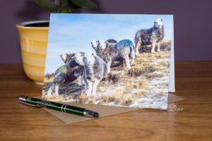 Herdwicks