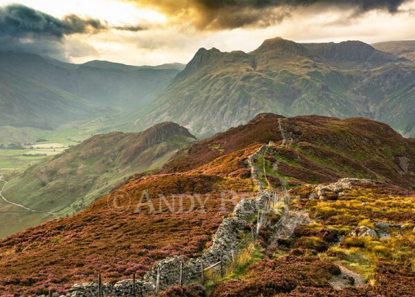 Langdale heather, afternoon light on Lingmoor Fell with the Langdale Pikes. Lake district greeting card