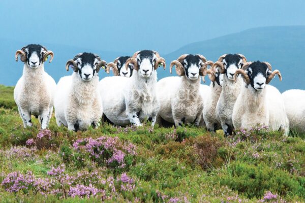 Swaledales on the Moor, Swaledale tups on a heather moor greeting card image