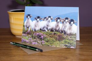 Swaledales on the Moor, Swaledale tups on a heather moor greeting card image