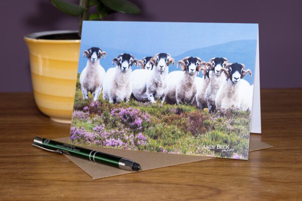 Swaledales on the Moor, Swaledale tups on a heather moor greeting card image
