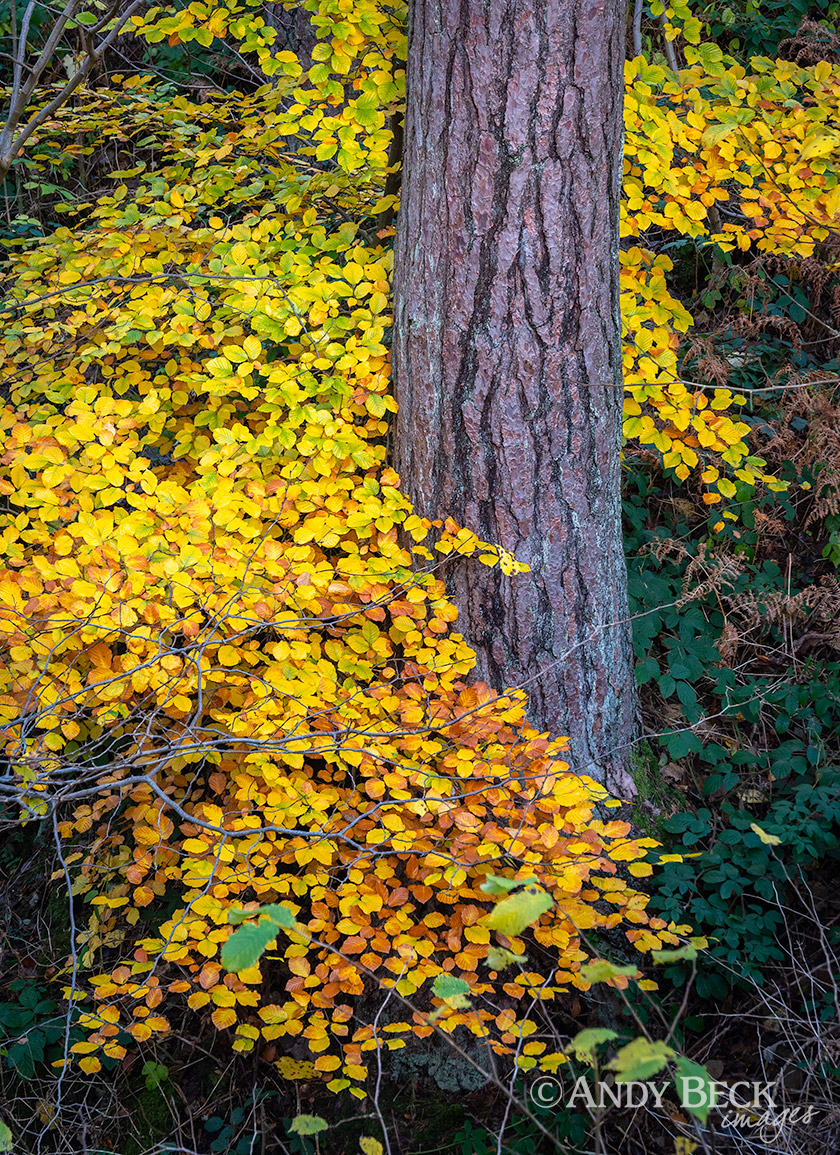 Golden cloak, beech leaves and pine