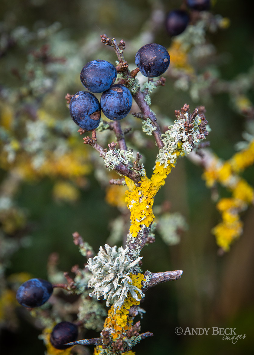 Sloe berries and lichen